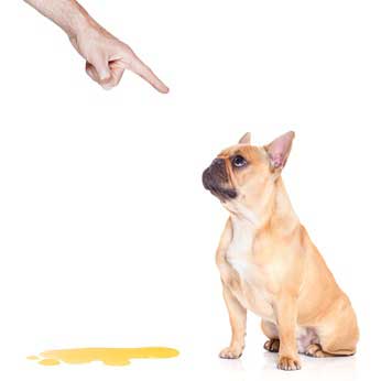 Foto Arbeitsrecht, verhaltensbedingte Kündigung: Strafender Finger zeigt auf nicht stubenreinen Hund